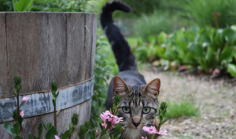 Curiosity