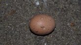 Foto: Exigen la retirada de los huevos de la granja denunciada en Manacor y la emisión de una alerta por riesgo de salmonella