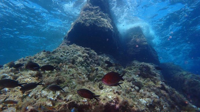 Imagen del fondo marino.