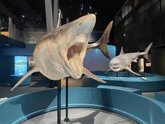 Foto: El CosmoCaixa de Barcelona expone 10 réplicas a tamaño real de tiburones
