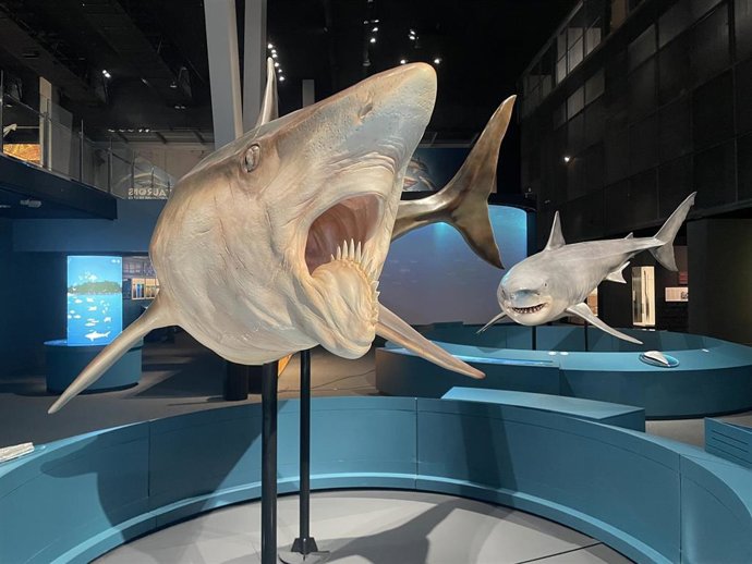 Exposición 'Tiburones. Los guardianes del océano' en el CosmoCaixa de Barcelona