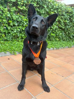 El pastór alemán Neo con  la medalla de bronce de los XI Juegos Europeos de Policías y Bomberos en la modalidad de Defensa y Protección K9.