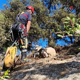 Un bombero rescata a una oveja caída en una zona rural de Ronda.