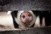 Foto: Los socialistas celebran que el Gobierno riojano someta la macrogranja de Pradejón a Evaluación Ambiental Ordinaria