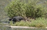 Foto: Declarada la Charca de Suárez, en Motril (Granada), como Zona de Especial Protección para las Aves