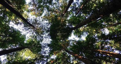 Medio Ambiente