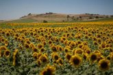 Foto: El Gobierno distribuye a Andalucía fondos agrarios por un importe de 11,9 millones de euros