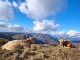 Foto: Los vascos consumen al año el equivalente a 66.000 canales de vacuno, el 54% de los animales nacidos en Euskadi