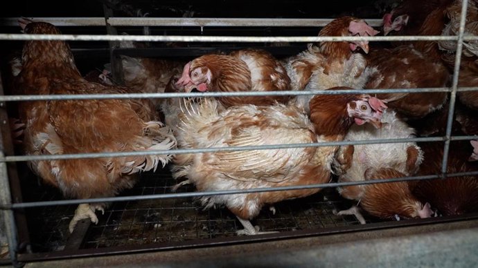 Denuncian que en una de las mayores granjas avícolas de Mallorca conviven gallinas muertas y vivas