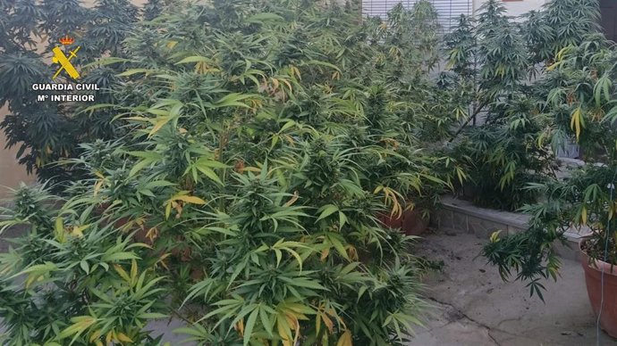 Plantas de marihuana intervenidas en el Valle del Alagón