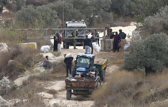Soldados israelíes comprueban la documentación de agricultores palestinos  durante la cosecha de aceitunas en la localidad de Salem, al este de Nablus, en la Cisjordania ocupada.