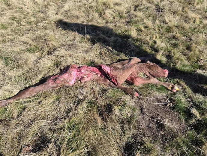 Resto de uno de los terneros atacados por el lobo.