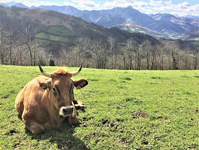 Archivo - Una vaca