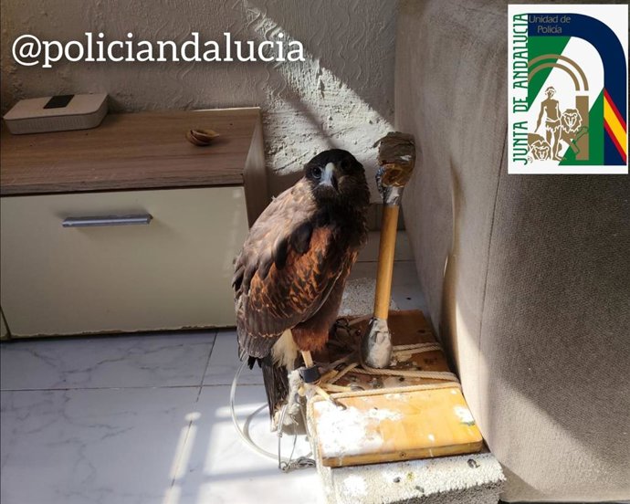 Ave rapaz rescatada en Sevilla