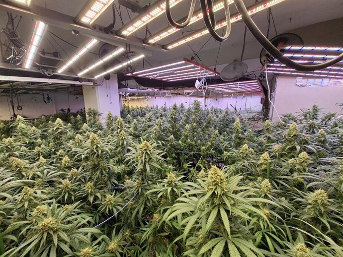 Cultiu de 715 plantes de marihuana