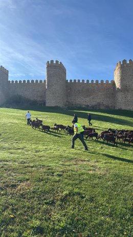 Las cabras de raza guisandesa cruzan por la muralla de la capital abulense en su camino hacía Madrid.