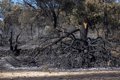 Aprobados 600.000 euros para la restauración de terrenos afectados por el incendio del Alberche-Tiétar