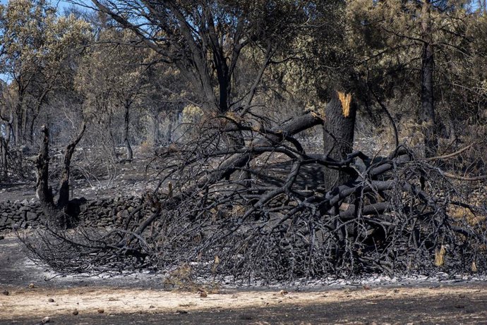 Archivo - Árboles quemados en el Jardín Botánico de La Adrada, a 1 de agosto de 2026, en Ávila, Castilla y León (España). El delegado territorial de la Junta en Ávila, José Francisco Hernández Herrero, ha asegurado que el incendio forestal de Burgohondo e