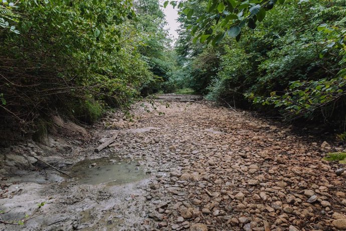 Archivo - El informe propone prescribir una gestión forestal "más cercana a la naturaleza"