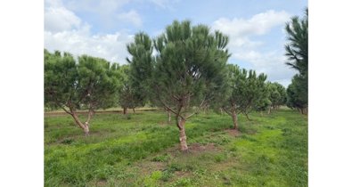 EpAgro - Agricultura
