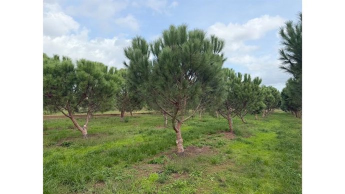 Pinos