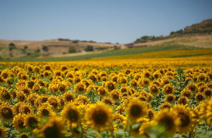 Archivo - Campo de girasoles