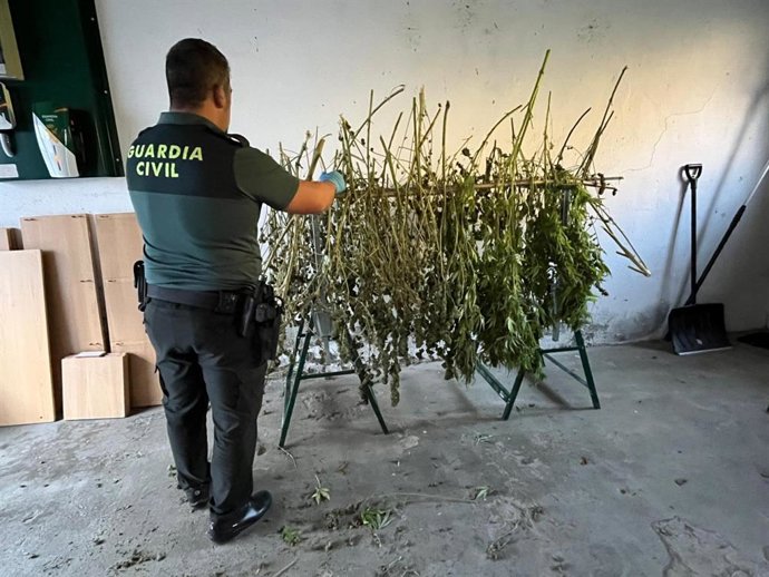 Plantación outdoor de cannabis sativa en Panticosa.