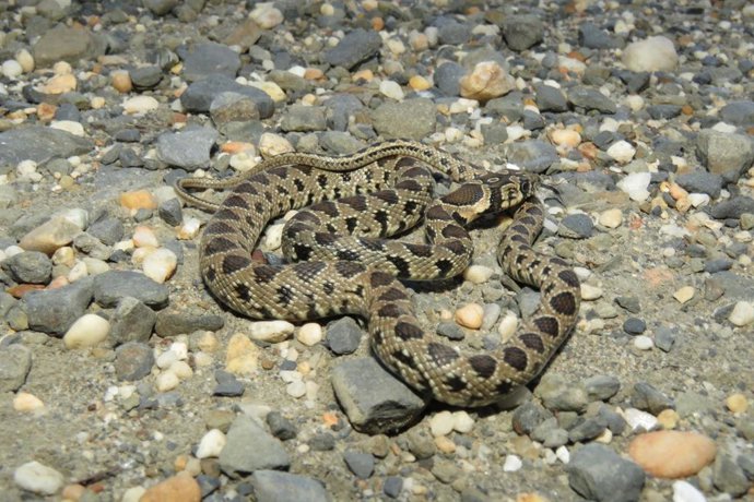 Culebra de herradura