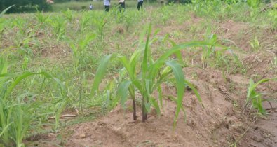 EpAgro - Agricultura