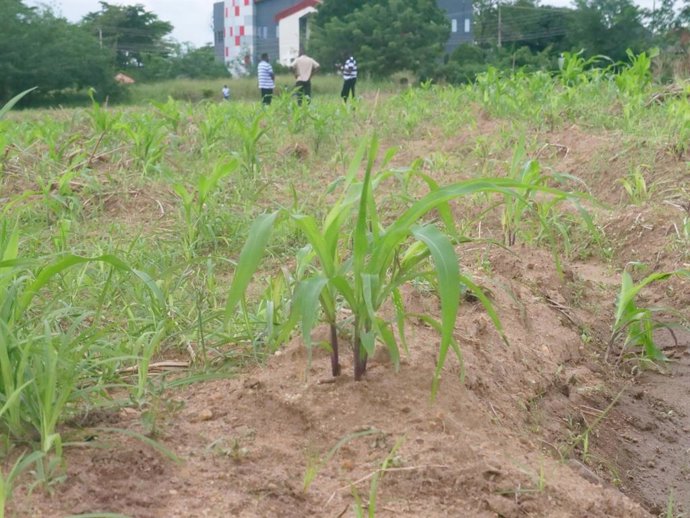 Eurecat coordina un proyecto de IA generativa en el sector agrícola