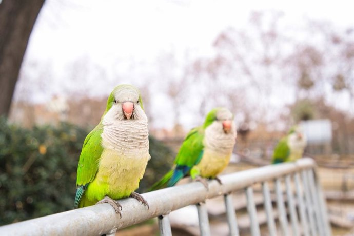 Las cotorras argentinas es una de las especies invasoras más conocidas por los españoles.