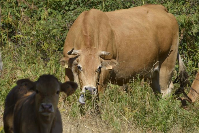 Archivo - Una vaca y un ternero, 