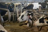 Foto: Unión de Uniones pide cautela y tener más información de fuentes oficiales respecto al virus Shamonda