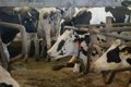 Agricultores y ganaderos piden cautela y tener más información de fuentes oficiales respecto al virus Shamonda