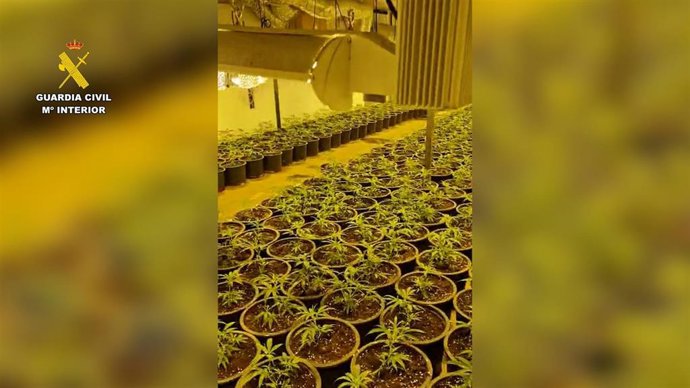 Marihuana incautada en una nave industrial de Huércal de Almería (Almería).