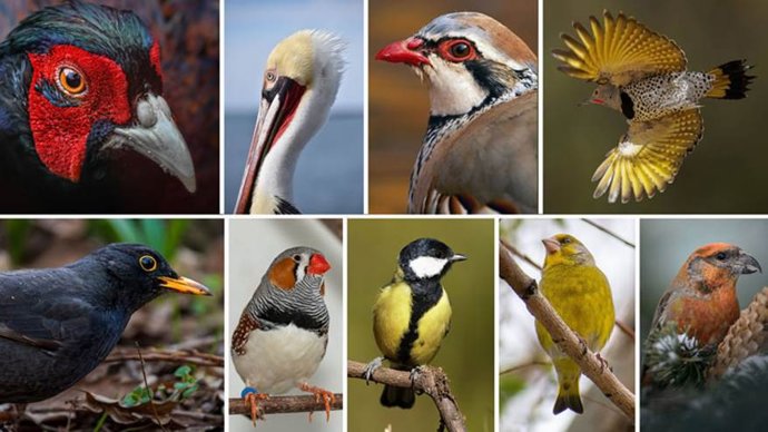 Algumas das espécies de aves analisadas no estudo. Todas elas apresentam ornamentos coloridos com pigmentos carotenóides. Imagem de autoria dos autores.