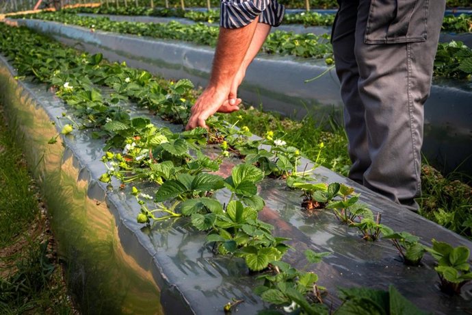 Archivo - Imagen de recurso de un cultivo