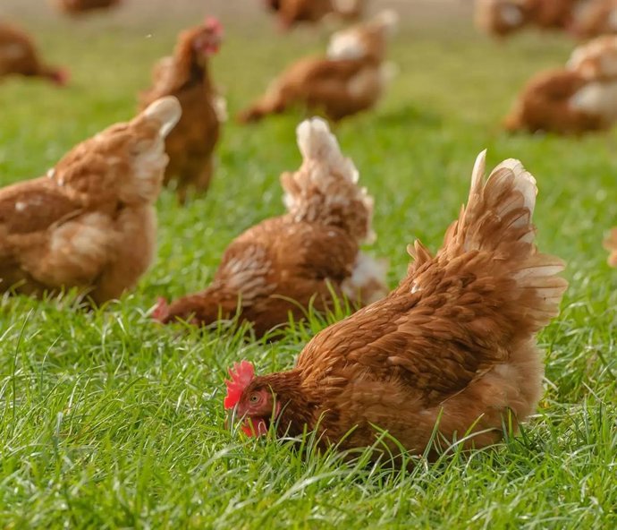 Gallinas en el campo