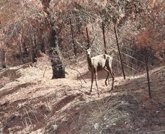 Foto: Por Andalucía pide a la Junta que "impida las monterías" en las zonas afectadas por el incendio de Niebla (Huelva)
