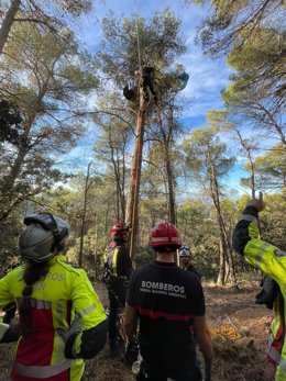 Imagen de los efectivos del Cuerpo de Bomberos rescatando a un parapentista atrapado en un árbol.