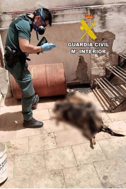 Archivo - Un agente de la Guardia Civil junto a un perro muerto por falta de cuidados de su dueño en Campillo de Arenas (Jaén).