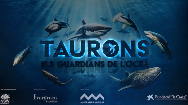El CosmoCaixa de Barcelona expone 10 réplicas a tamaño real de tiburones