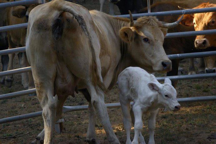 Archivo - Una vaca y su ternero.