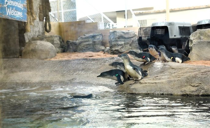 Pingüinos azules en Sea Life Benalmádena
