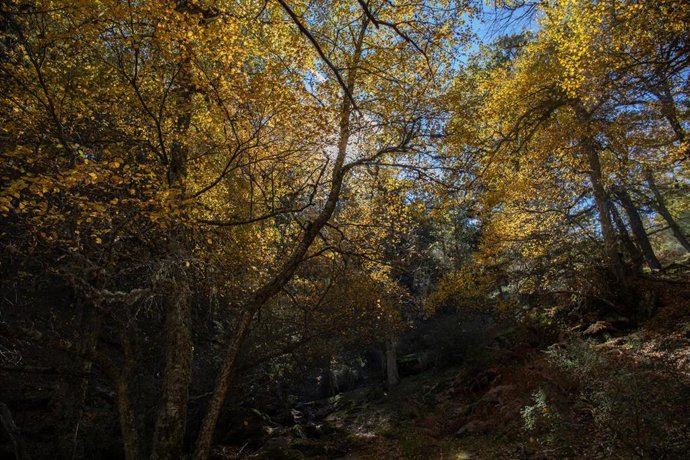 Archivo - Árboles en el Abedular de Canencia, a 6 de noviembre de 2022, en Canencia, Madrid (España).