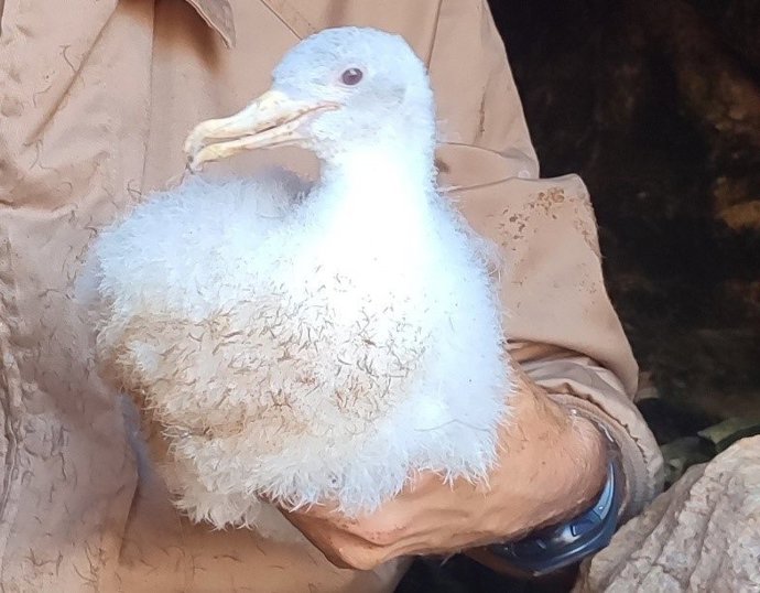 Ejemplar de pardela cenicienta albina, localizada en la Isla de las Palomas en Cartagena.