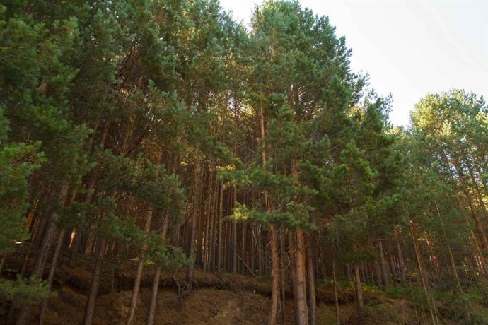 La Junta incorpora el estudio de hongos y bacterias del suelo como indicador para mejorar las restauraciones forestales