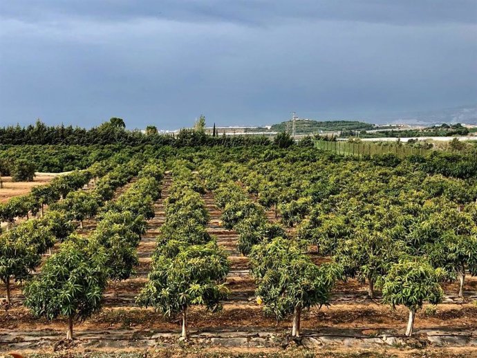 Archivo - Finca en Granada.