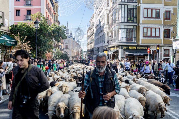 Rebaños de ovejas atraviesan el centro de Madrid durante la 33ª edición de la Fiesta del Pastor y de la Trashumancia, a 25 de octubre de 2026, en Madrid (España). Un gran rebaño de 1.250 ovejas de las razas castellana, rubia y entrefina, y 160 cabras guis