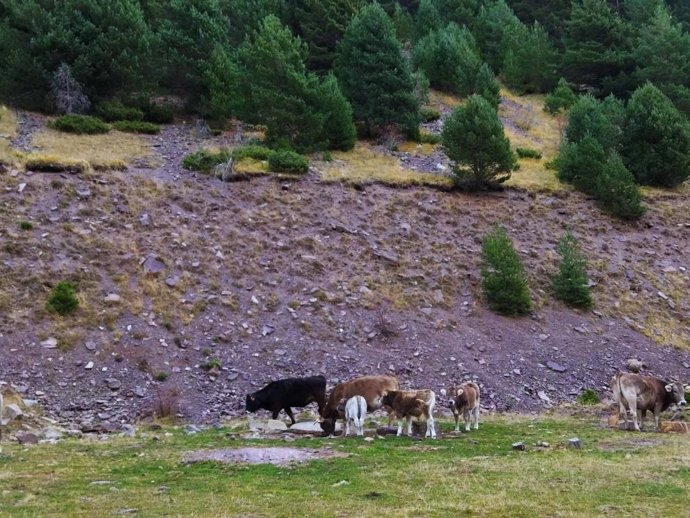 Ganado pastando en el Pirineo aragonés.